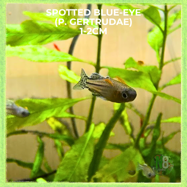 (SALE!) Spotted Blue-Eye (Pseudomugil Gertrudae)