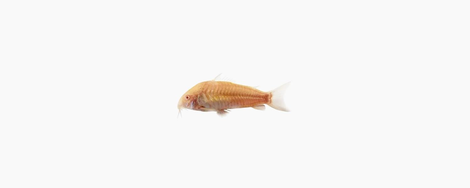 Albino Corydoras Catfish - N8 Aquatics