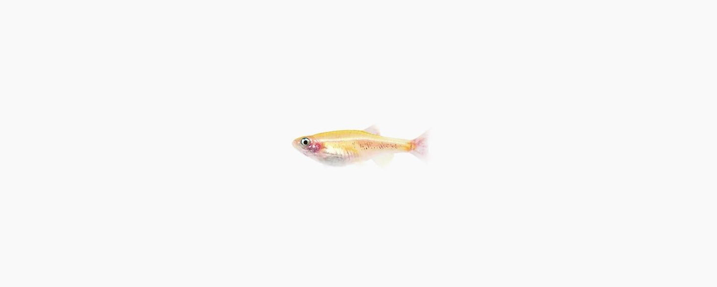 Gold White Cloud Mountain Minnow - N8 Aquatics