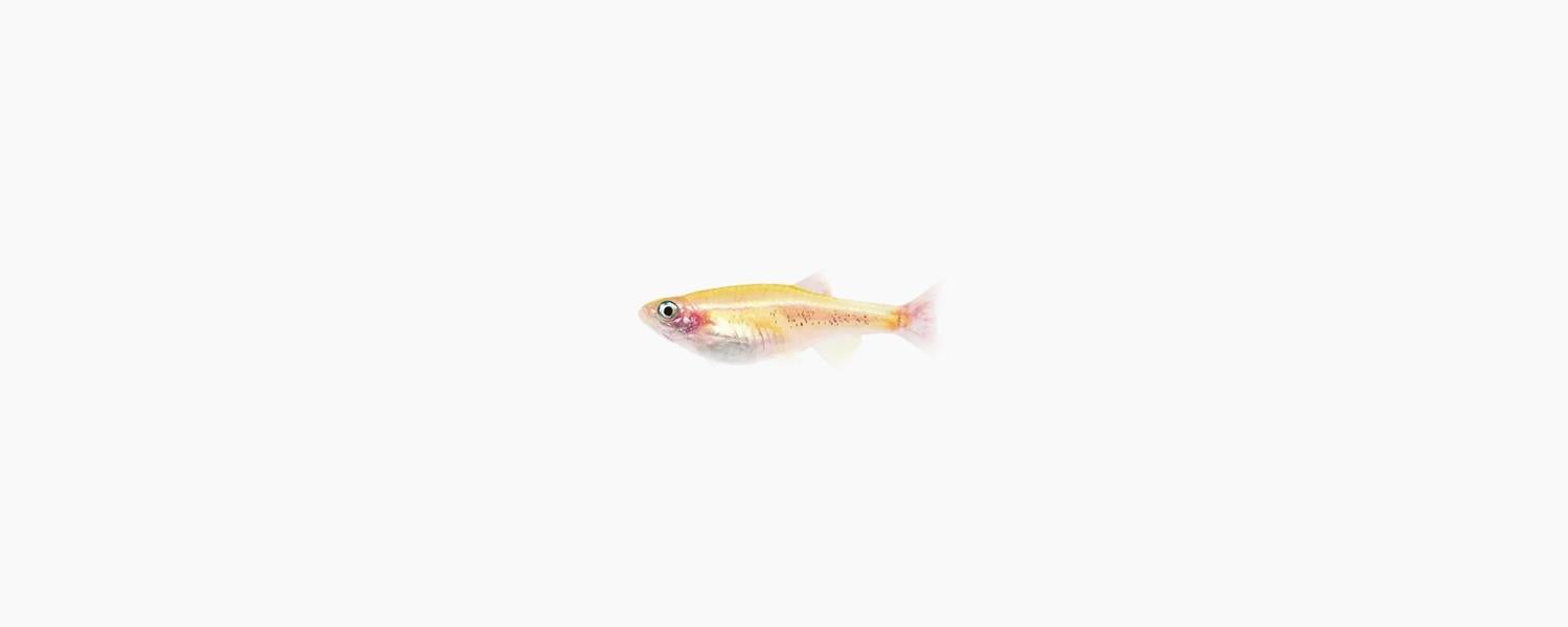 Gold White Cloud Mountain Minnow - N8 Aquatics