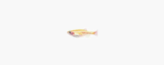 Gold White Cloud Mountain Minnow - N8 Aquatics