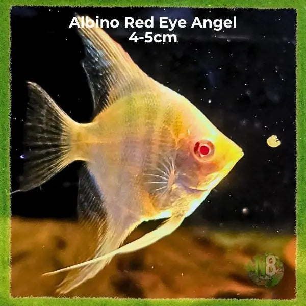Albino Red Eye Angelfish (Medium 4.5cm) - Premium Australian Angelfish N8 Aquatics
