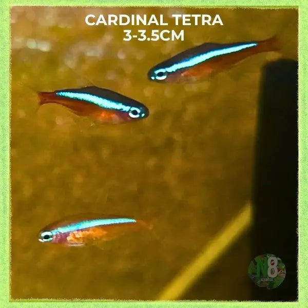 Cardinal Tetra XXL (3cm) N8 Aquatics