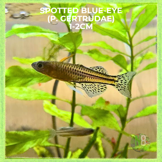 (SALE!) Spotted Blue-Eye (Pseudomugil Gertrudae)