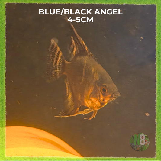 Black/Blue Angel M-4.5