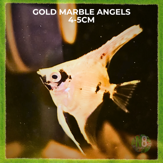 Gold Marble Angel M-4.5