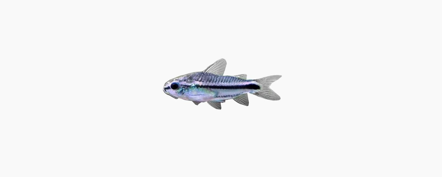 Corydoras Pygmaeus Catfish - N8 Aquatics