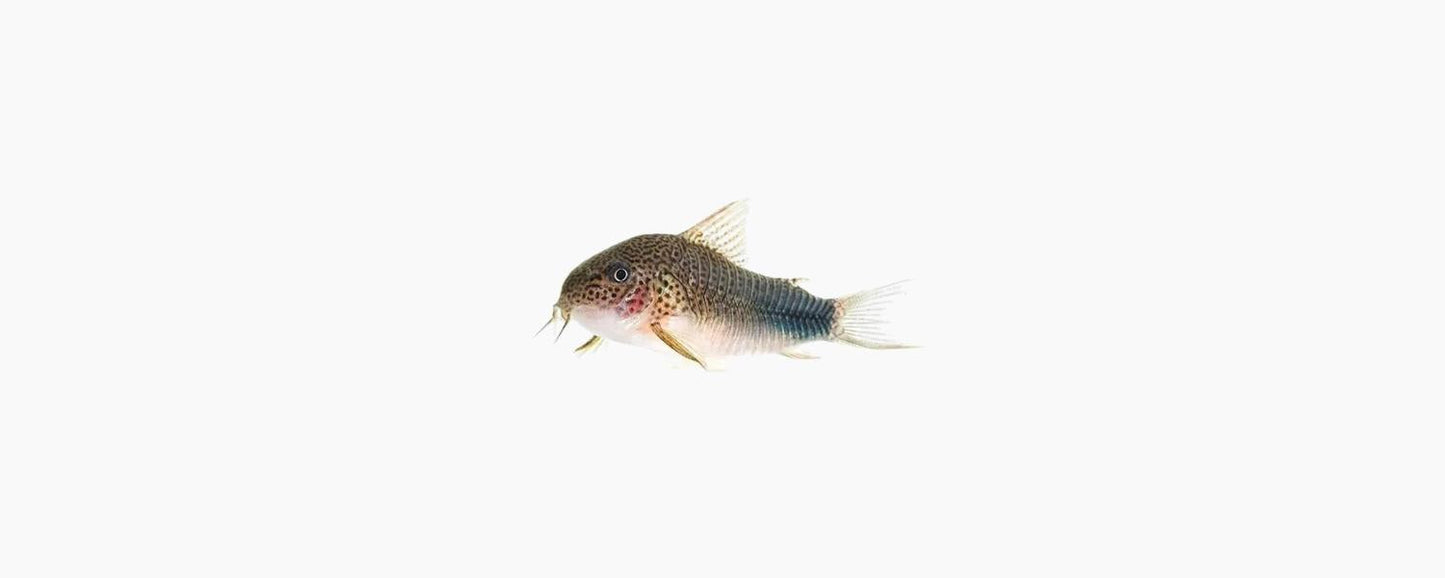 Similis Corydoras - N8 Aquatics