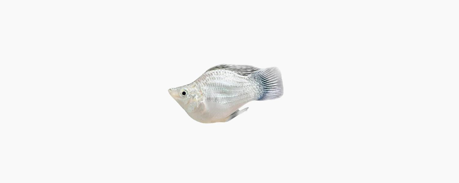 Assorted Balloon Molly - N8 Aquatics