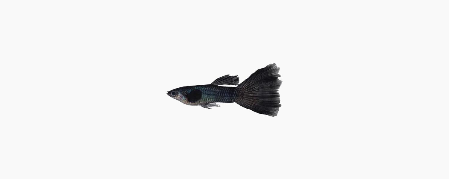 Black Male Guppy - N8 Aquatics