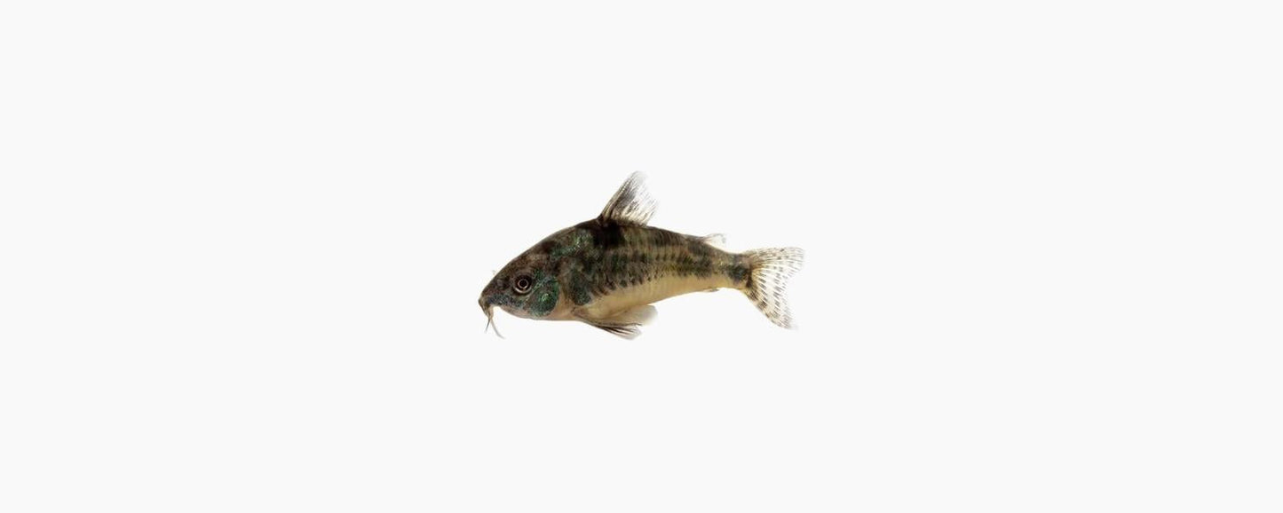 Peppered Corydoras Catfish - N8 Aquatics