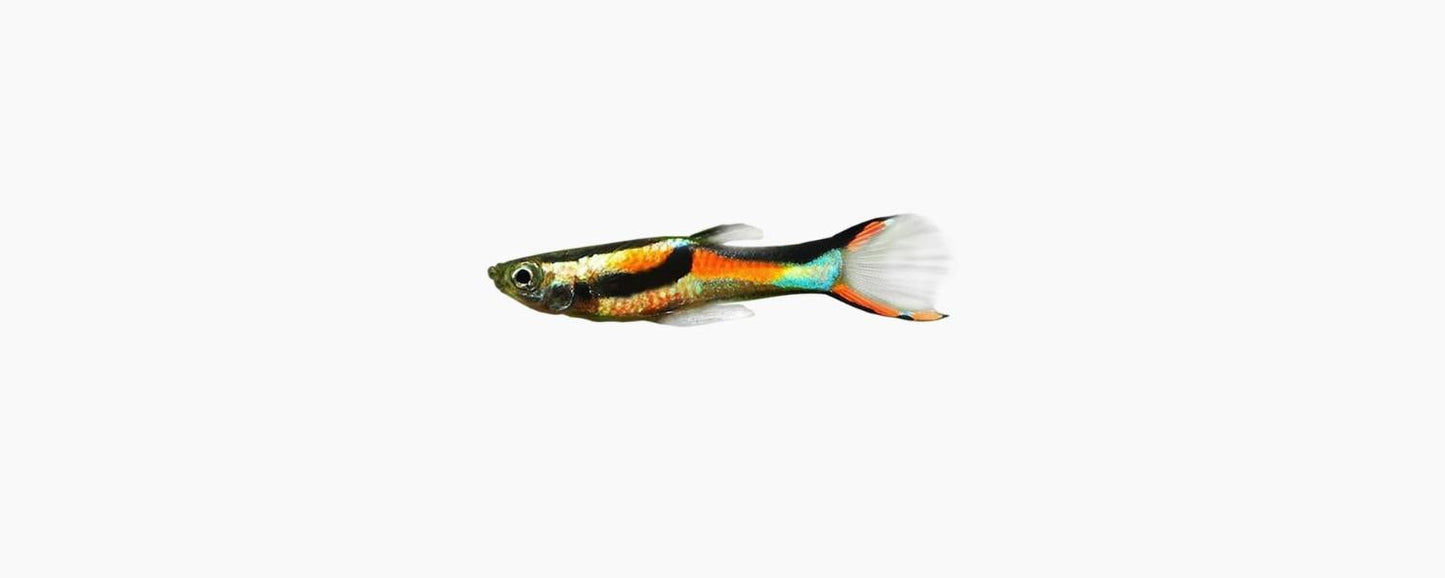 Endler Guppy - Assorted Male - N8 Aquatics