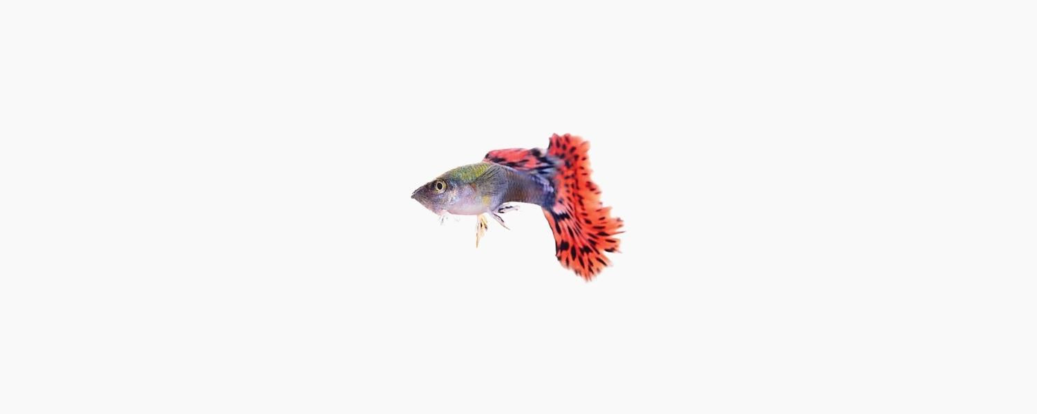 Guppy - Male - N8 Aquatics