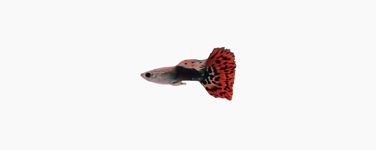 Red Dragon Tail Guppy - N8 Aquatics