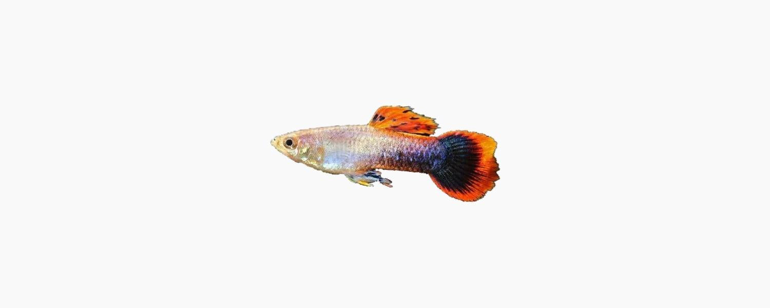 Pink Tuxedo Male Guppy - N8 Aquatics