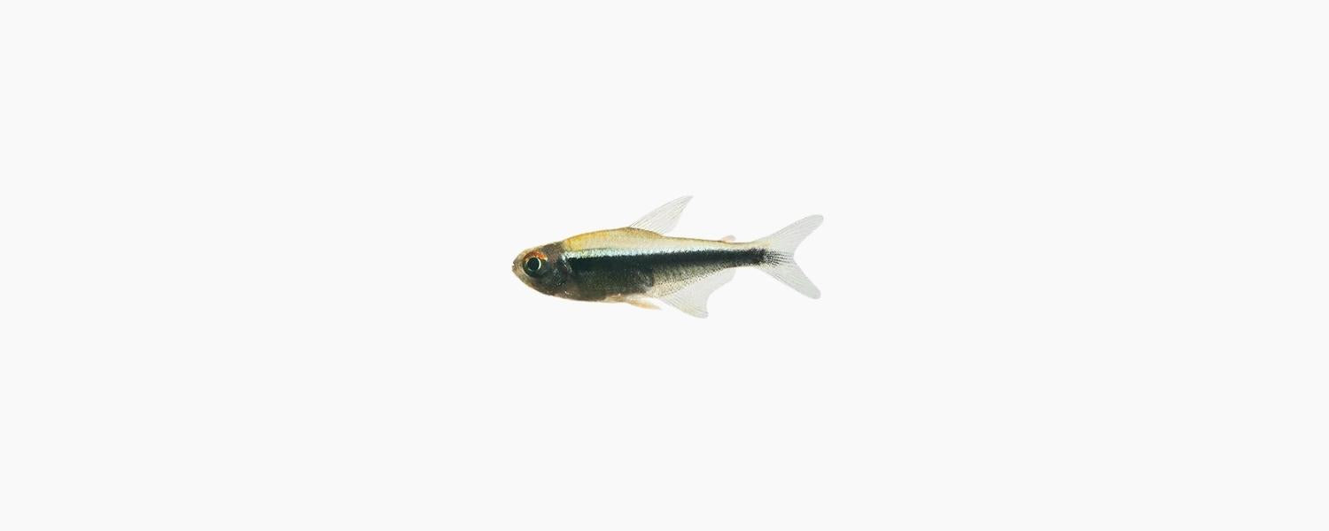 Black Neon Tetra - N8 Aquatics