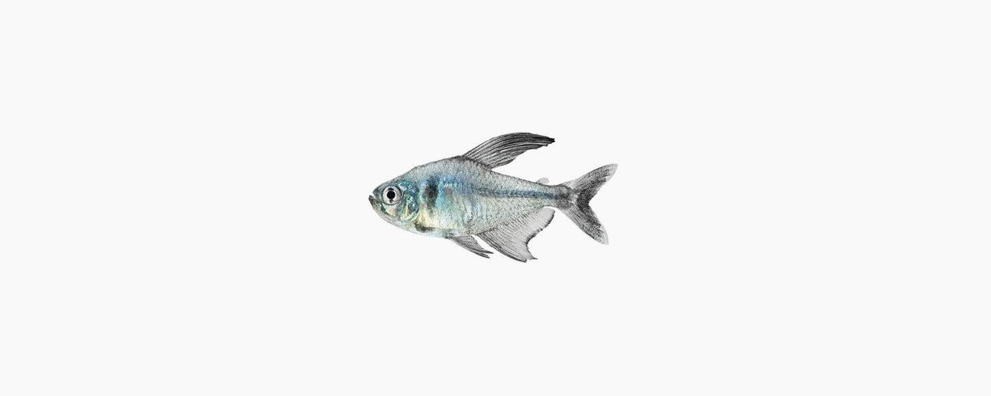 Black Phantom Tetra - N8 Aquatics