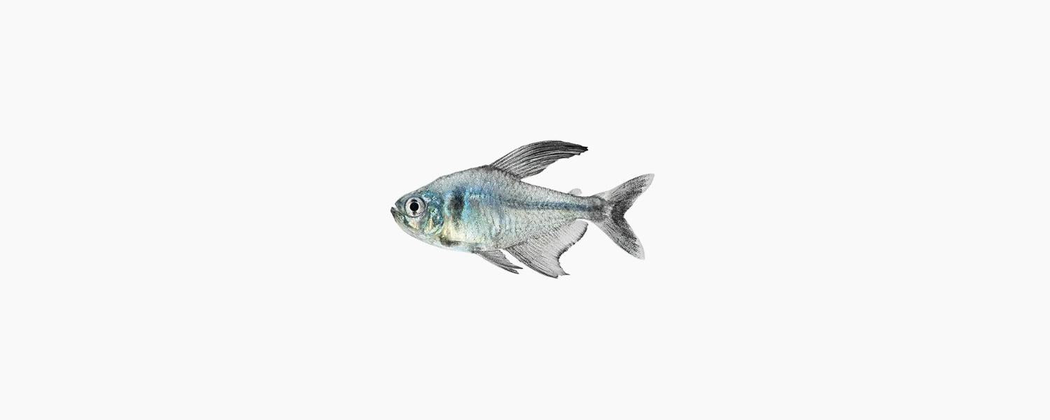 Black Phantom Tetra - N8 Aquatics