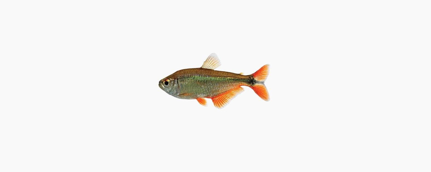 Buenos Aires Tetra - N8 Aquatics