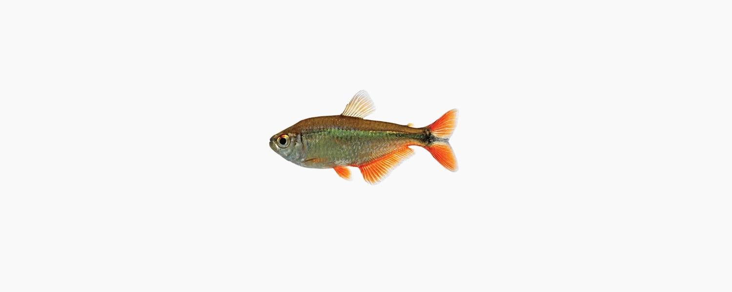 Buenos Aires Tetra - N8 Aquatics