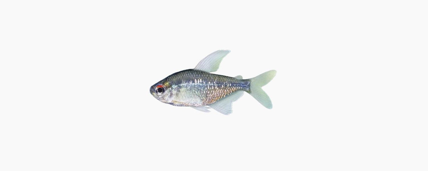 Diamond Tetra - N8 Aquatics