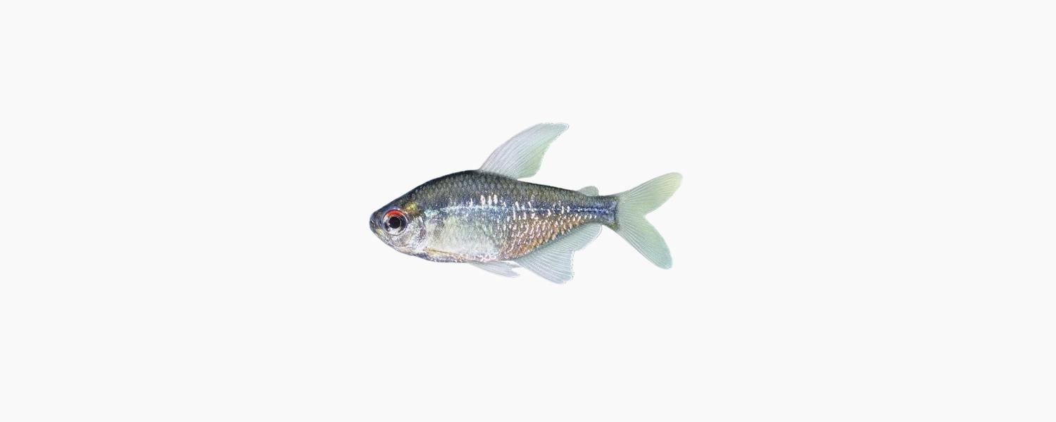 Diamond Tetra - N8 Aquatics