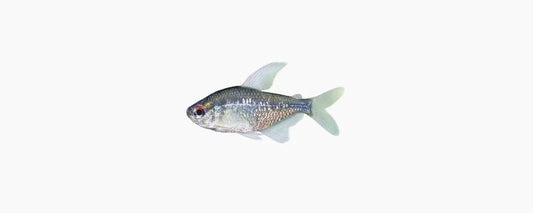 Diamond Tetra - N8 Aquatics