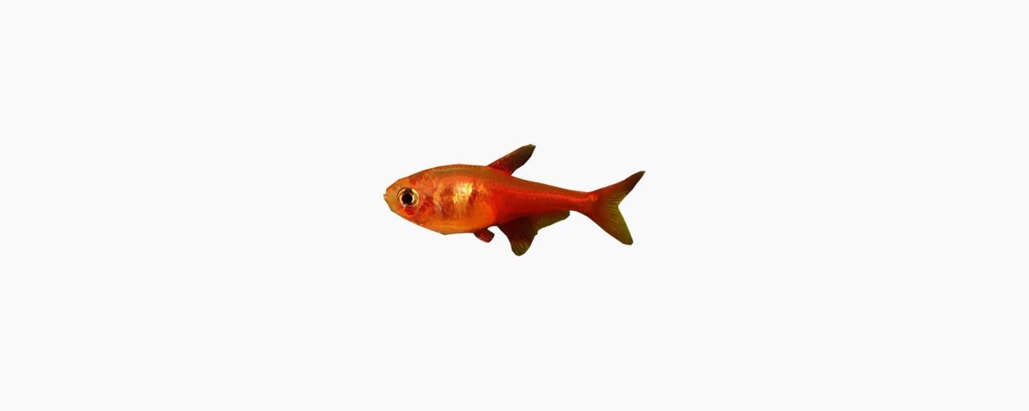 Flame Tetra - N8 Aquatics