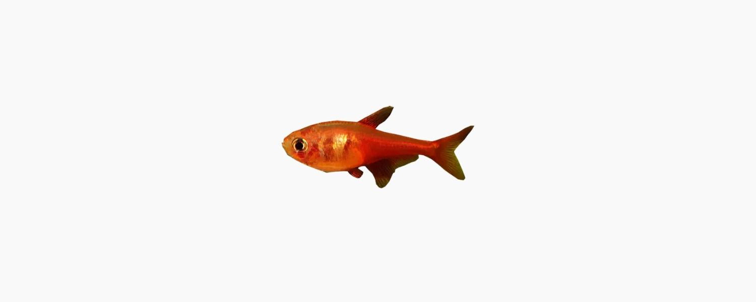 Flame Tetra - N8 Aquatics