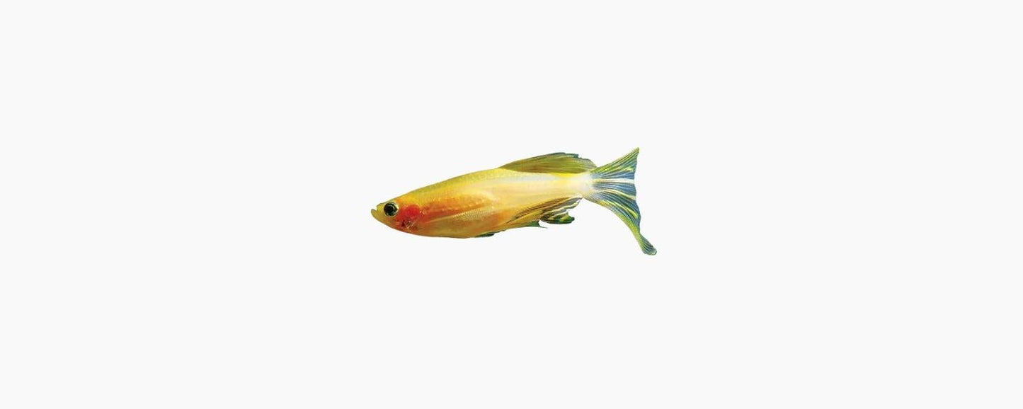 Gold Zebra Danio - N8 Aquatics