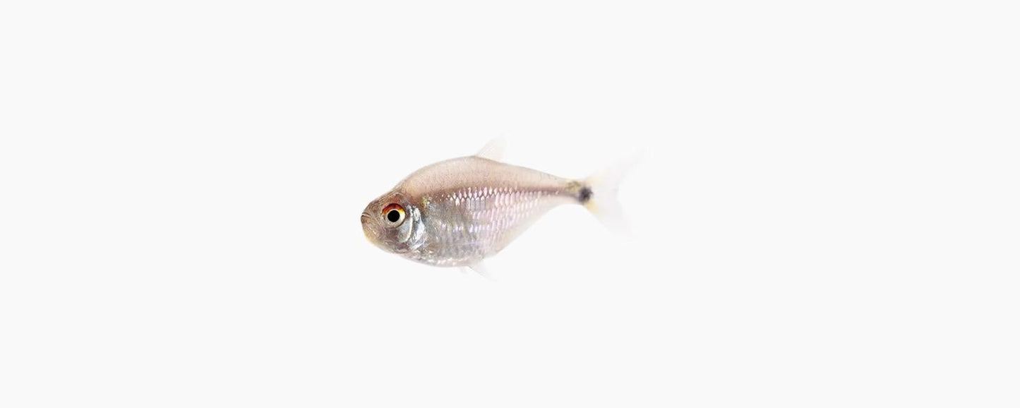 Head & Tail Light Tetra - N8 Aquatics
