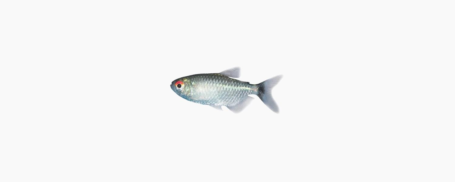 Lampeye Tetra - N8 Aquatics