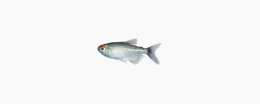 Lampeye Tetra - N8 Aquatics
