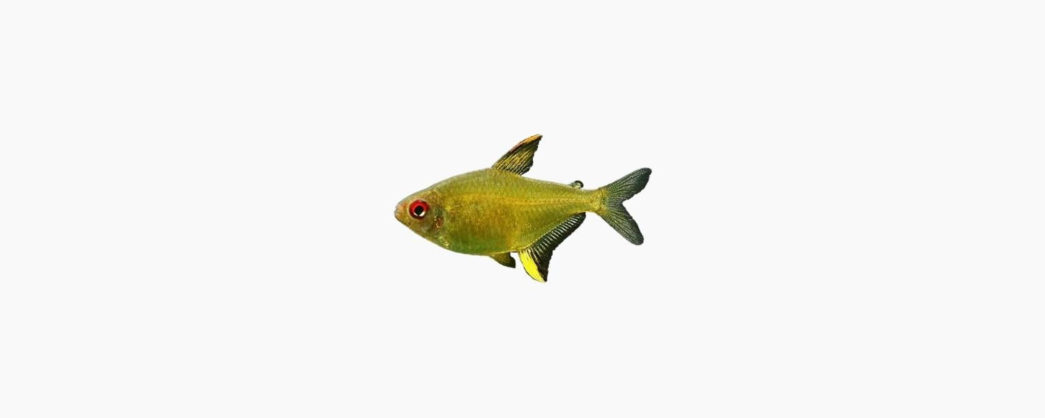 Lemon Tetra 3cm - N8 Aquatics