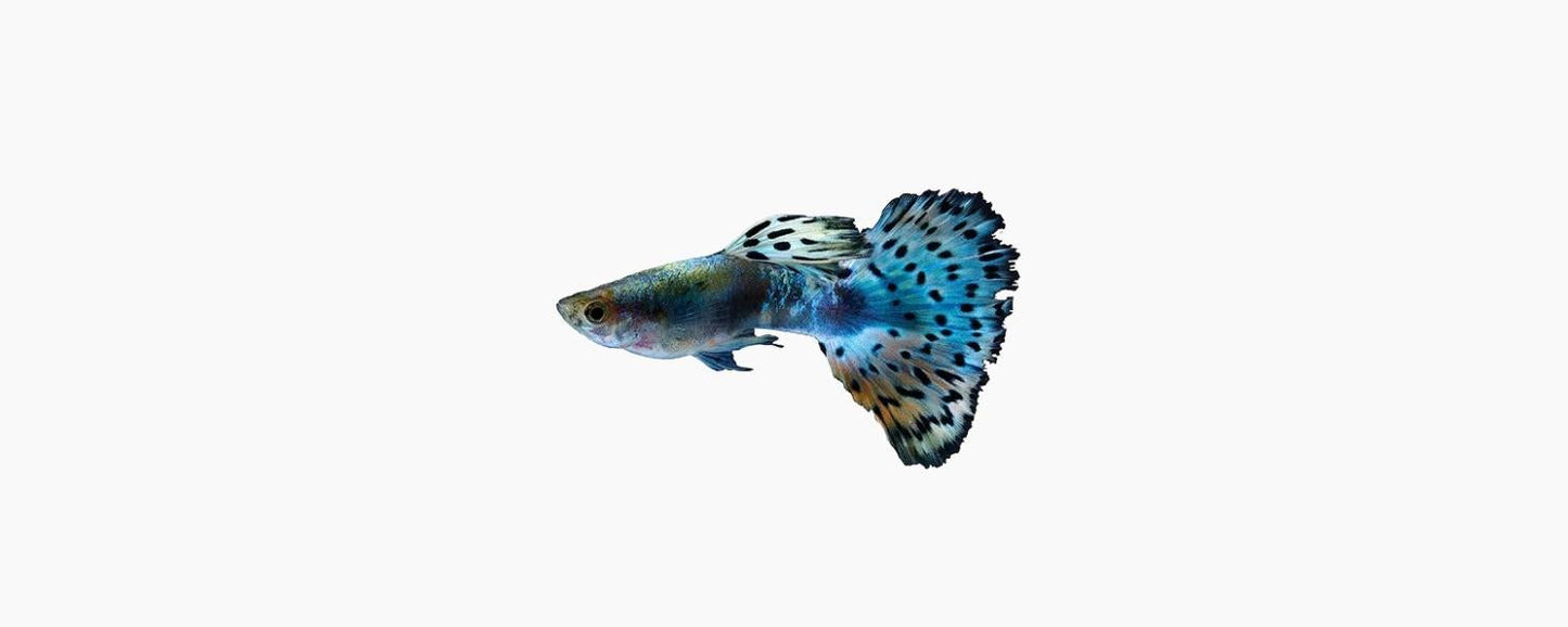 Male Blue Cobra Guppy - N8 Aquatics