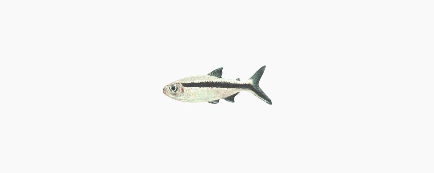Penguin Tetra - N8 Aquatics