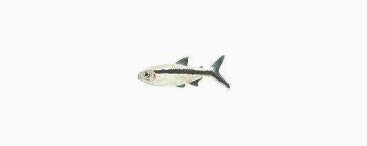 Penguin Tetra - N8 Aquatics