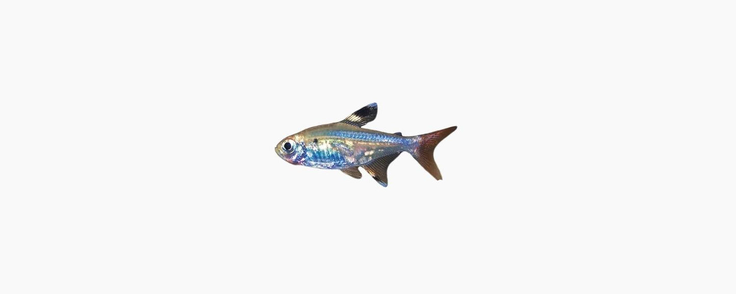 Pristella Tetra - N8 Aquatics