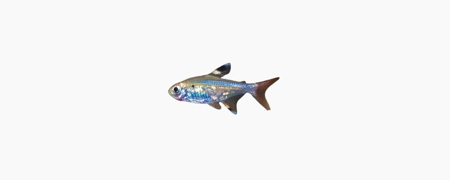 Pristella Tetra - N8 Aquatics