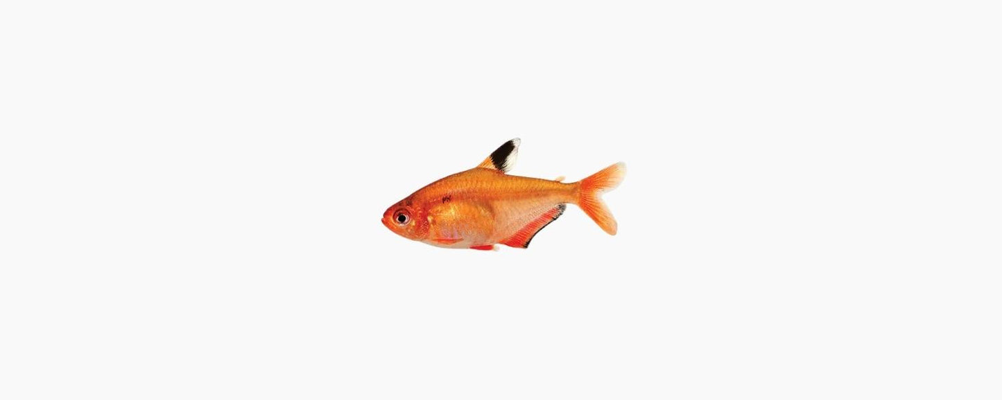 Serpae Tetra - N8 Aquatics