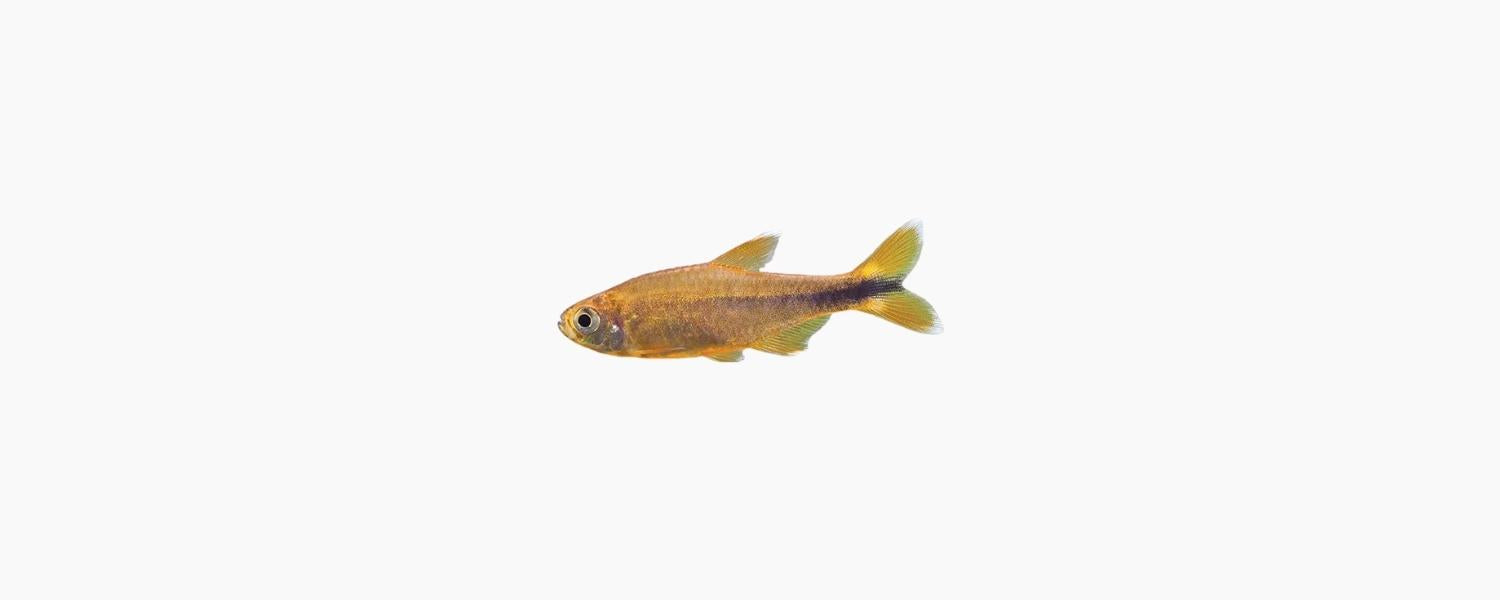 Silvertip Tetra - N8 Aquatics