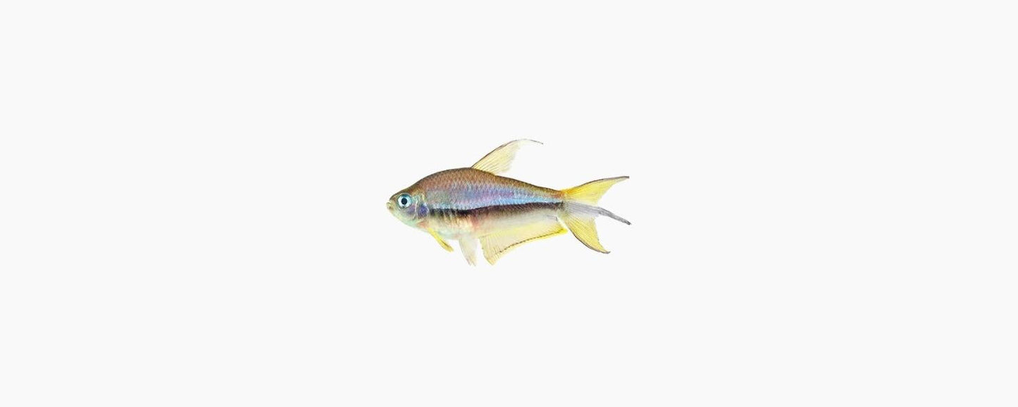 Blue Emperor Tetra - N8 Aquatics