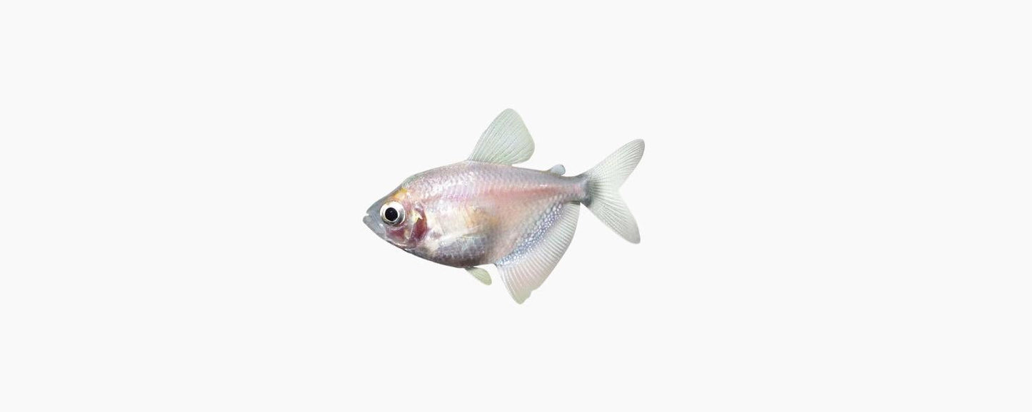 White Widow Tetra - N8 Aquatics
