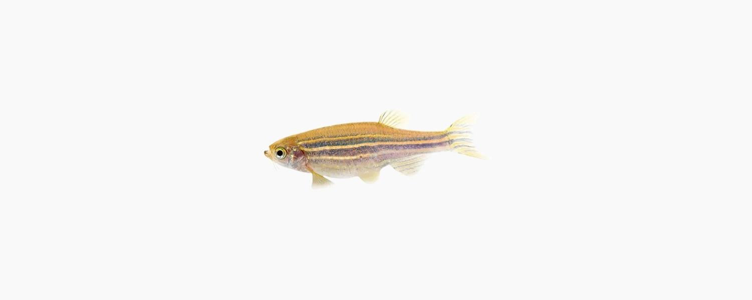 Zebra Danio - N8 Aquatics