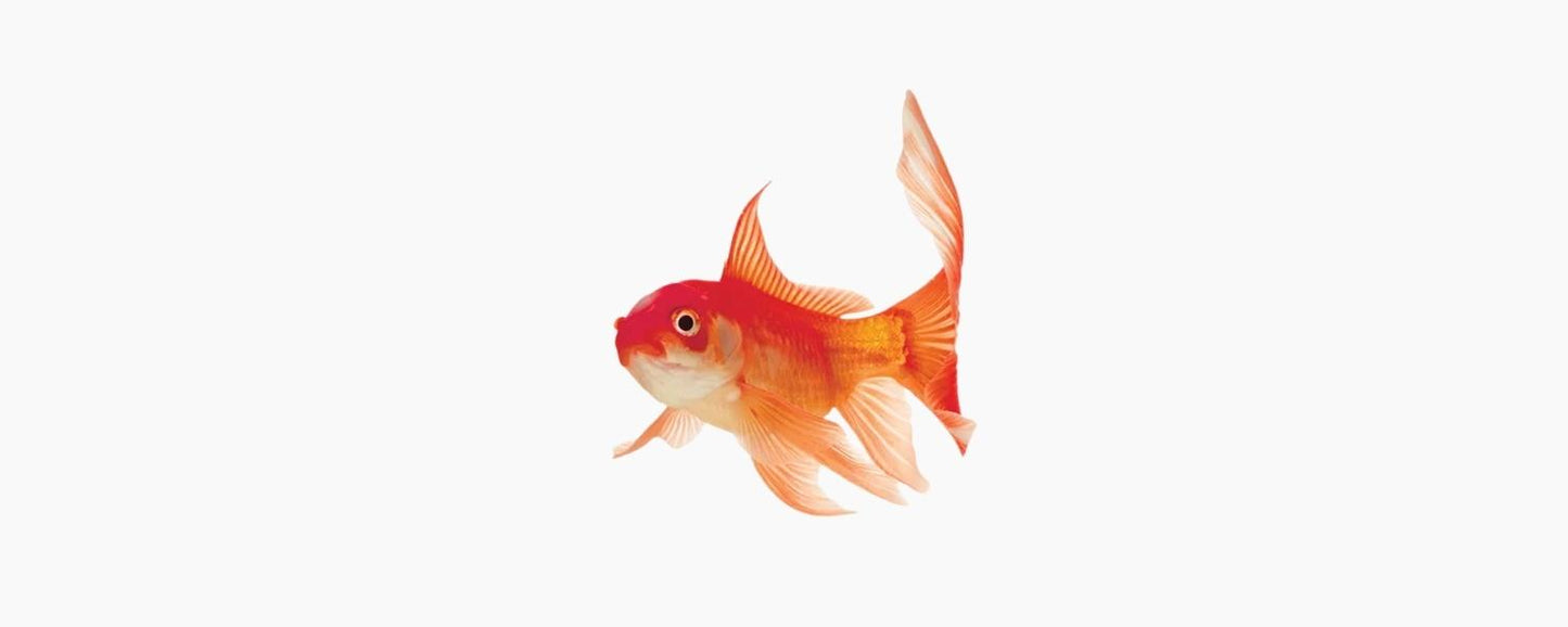 Assorted Comet Goldfish 4-6cm - N8 Aquatics