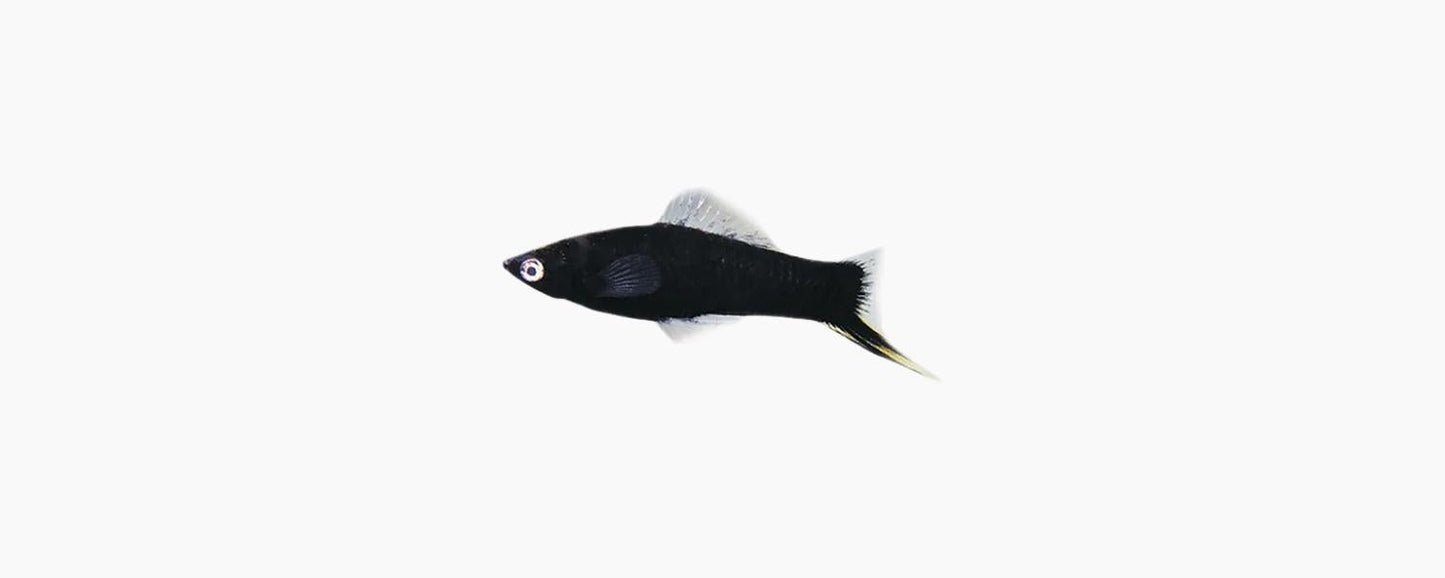 Black Swordtail - N8 Aquatics