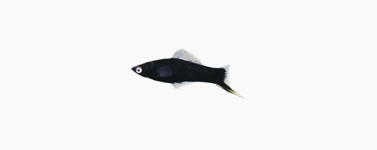 Black Swordtail - N8 Aquatics
