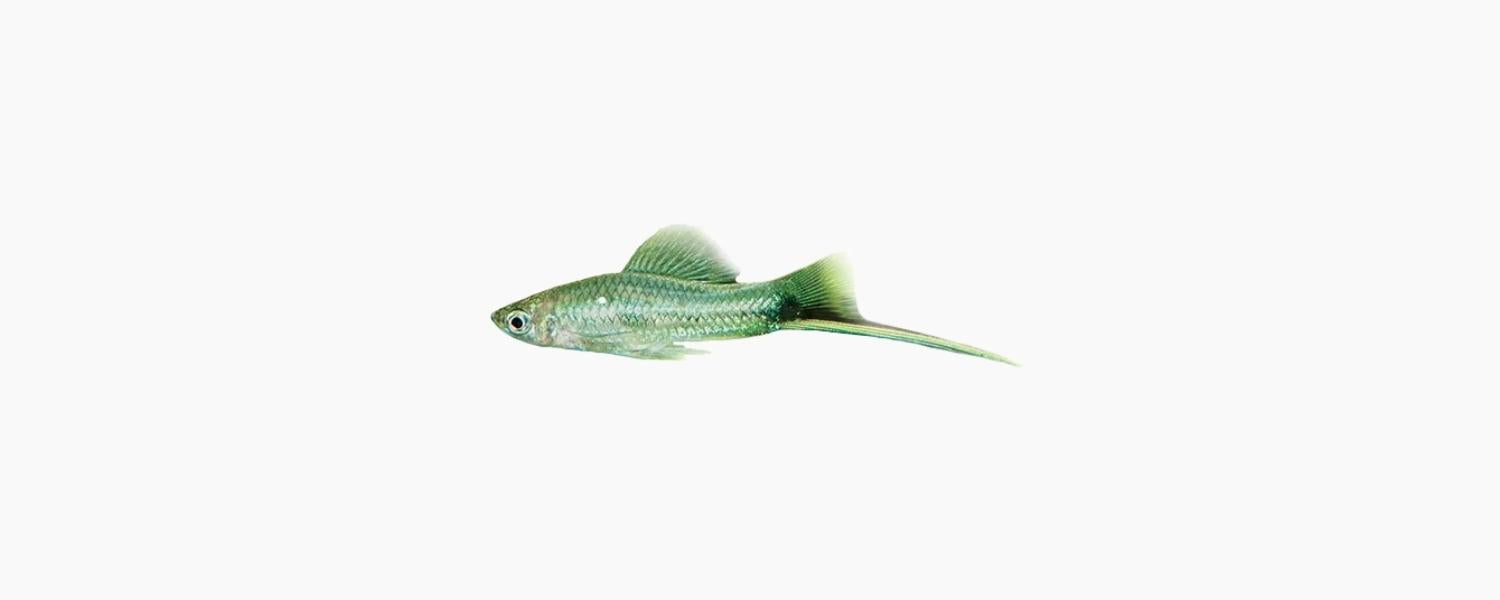 Green Swordtail - N8 Aquatics