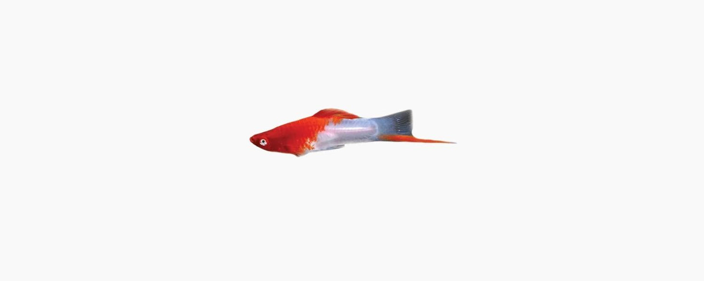 Kohaku Red & White Swordtail - N8 Aquatics