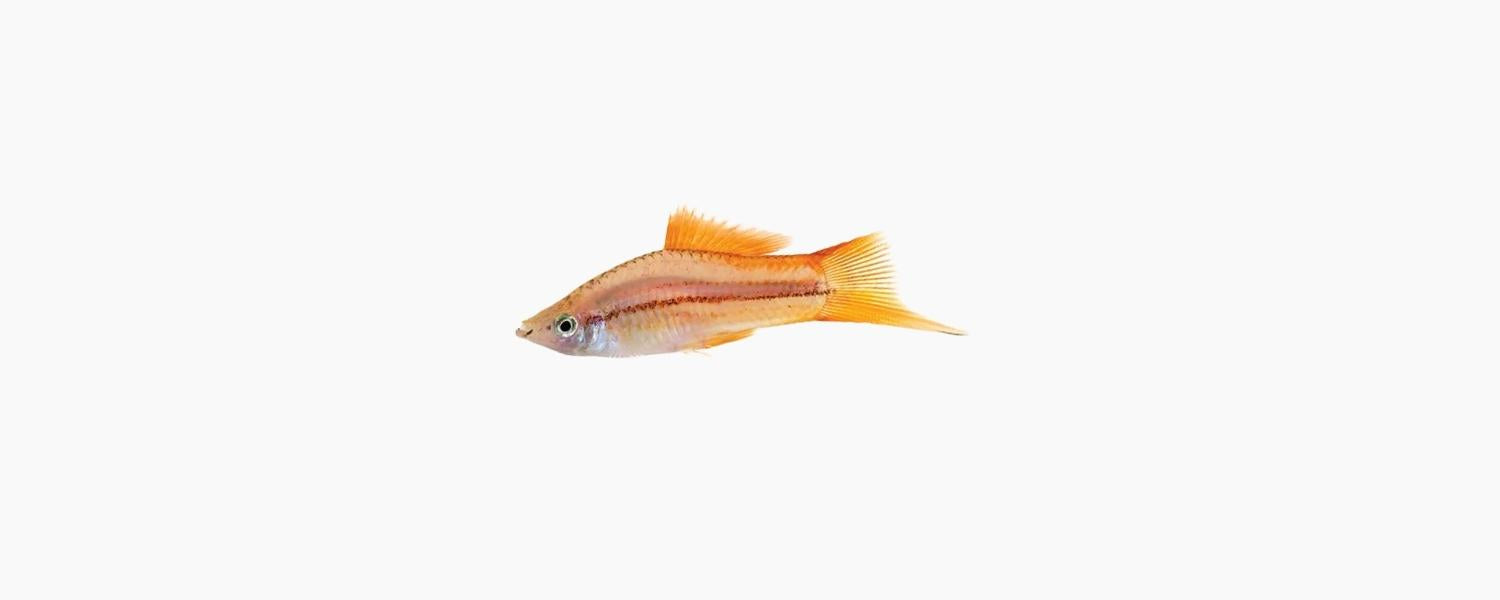 Pineapple Swordtail - N8 Aquatics